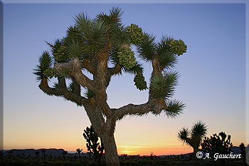 Joshua Tree im Abendlicht